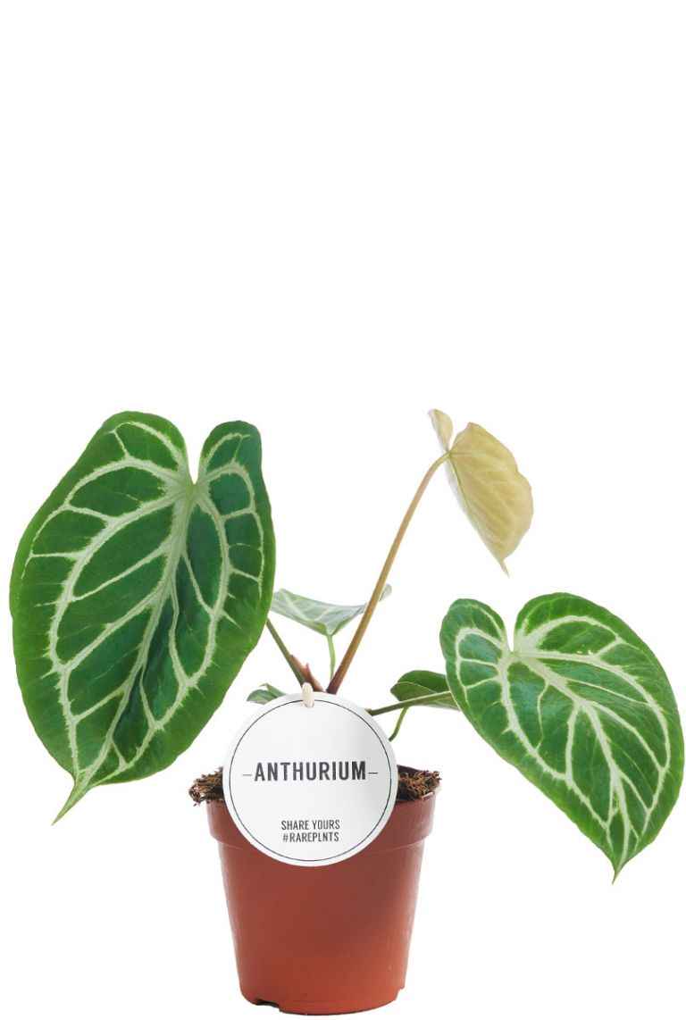 Anthurium Crystallinum | 6225 30cm acheter ?