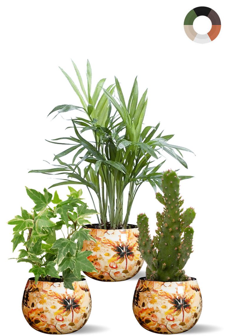 Petits plants en pots