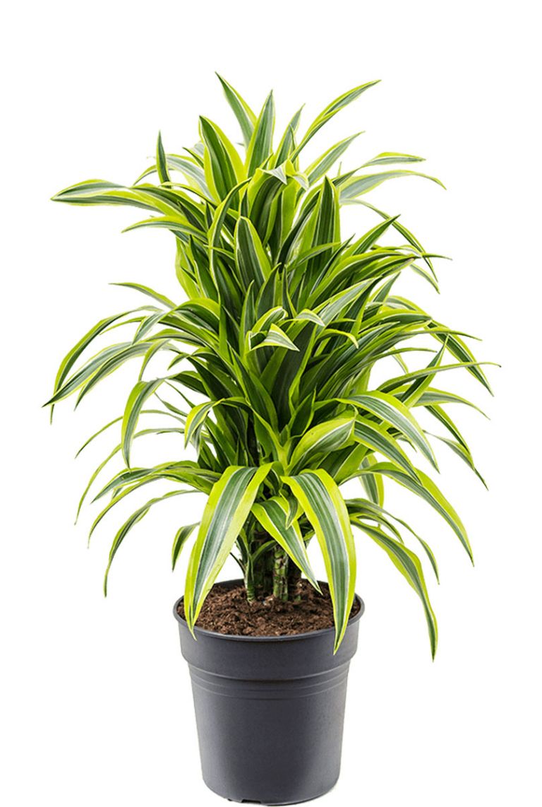 elefantenohr pflanze lila Kaufen Sie jetzt Teichpflanze Elefantenohr Colocasia 'Black Magic' lila -  Sumpfpflanze, Uferpflanze kaufen main image 0