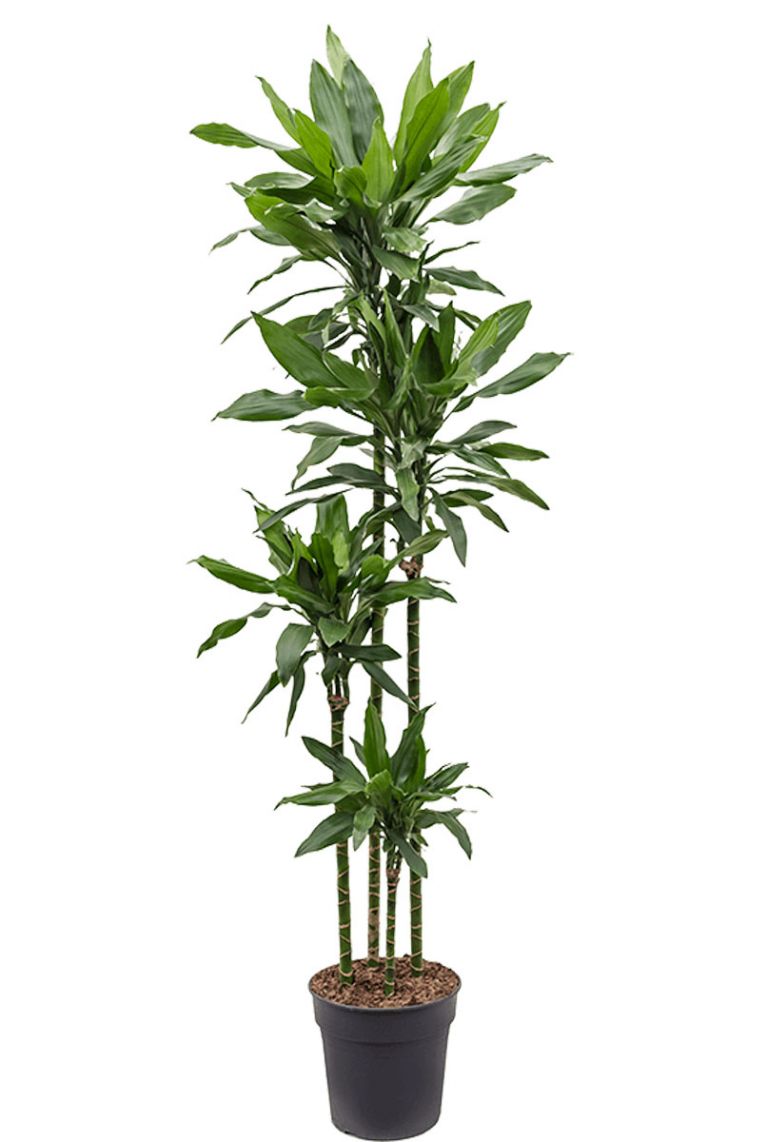 Dracaena Janet Lind