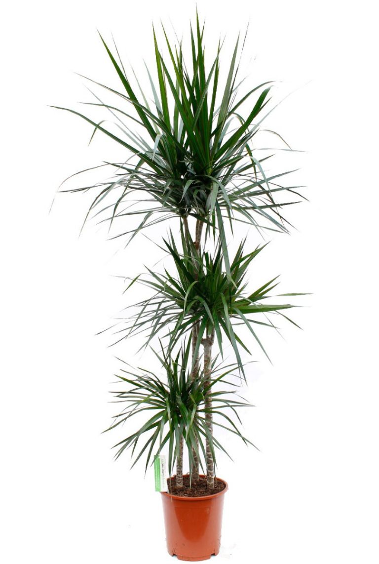 Dracaena Marginata | Dragonnier 135cm acheter ?