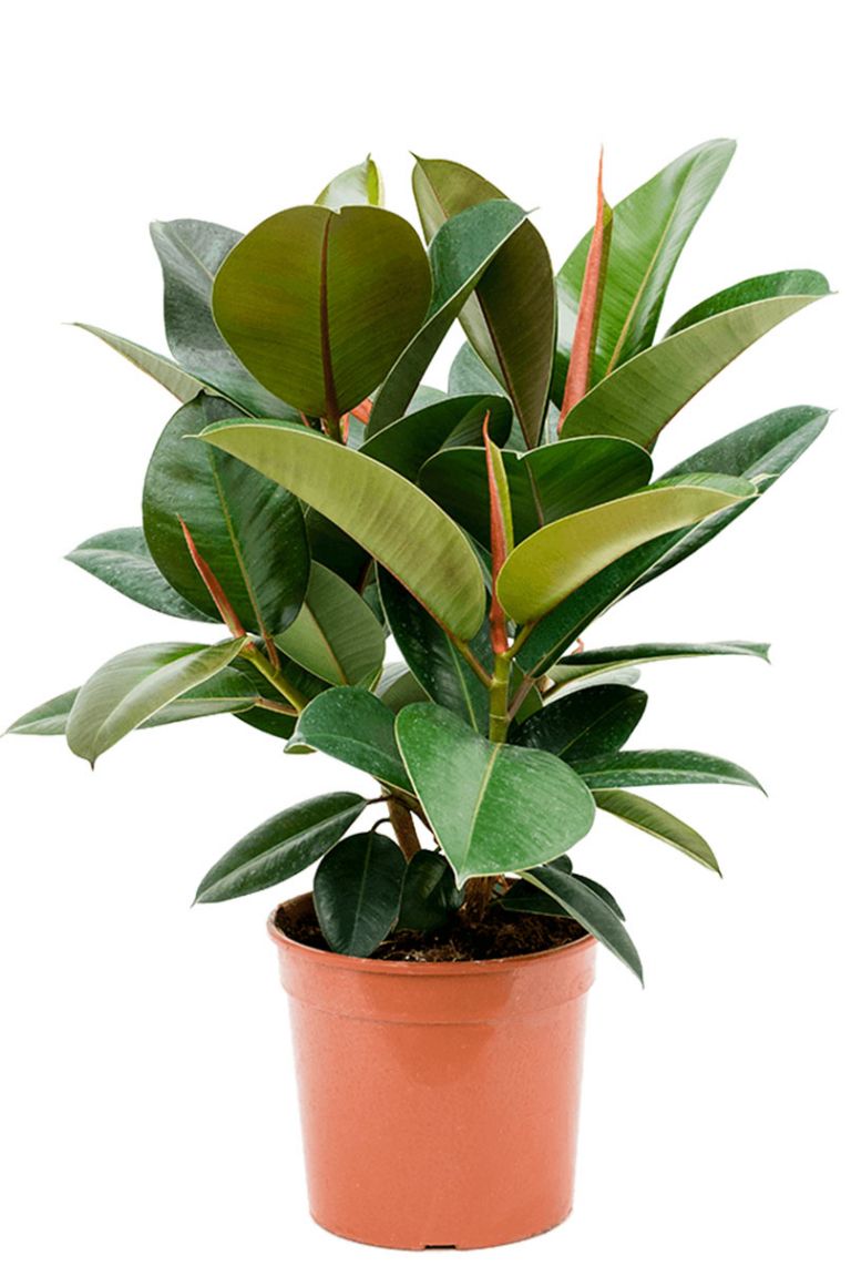 Ficus elastica 'Robusta' | Usine de caoutchouc 90cm acheter ?