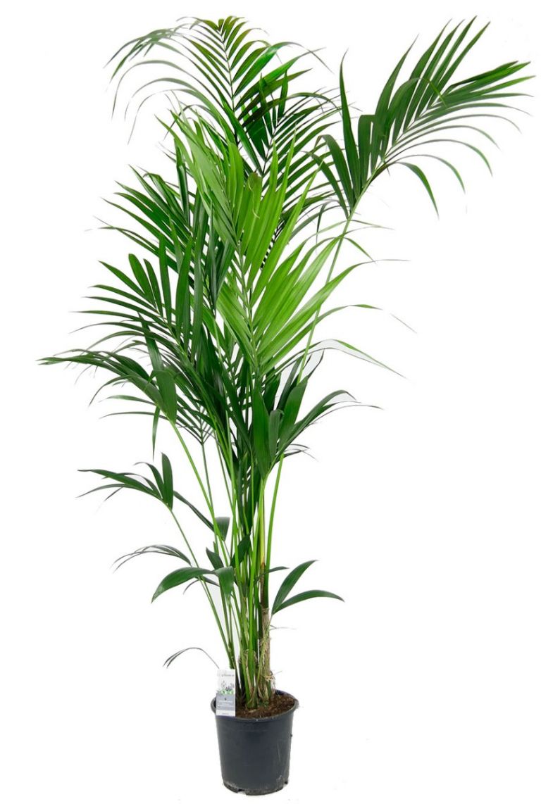 Kentia palm