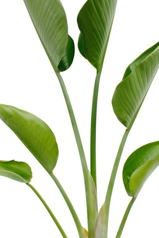 Strelitzia nicolai