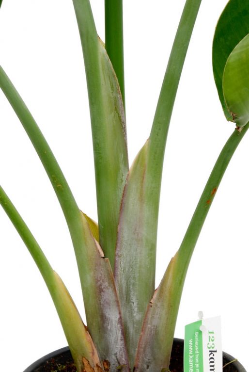 Strelitzia nicolai