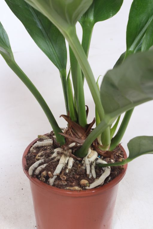Anthurium Antingo