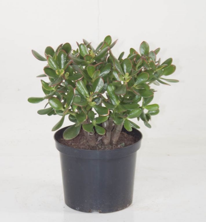 Crassula Sunset