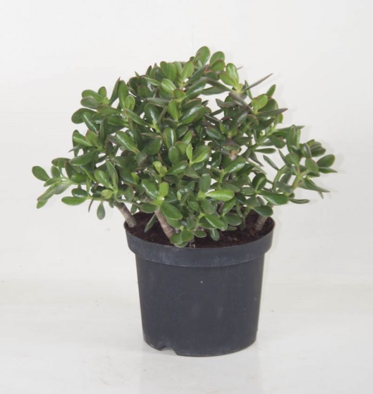 Crassula Sunset