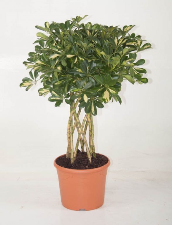 Schefflera Gold Capella