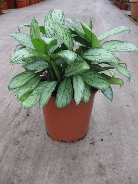 Aglaonema Christina 