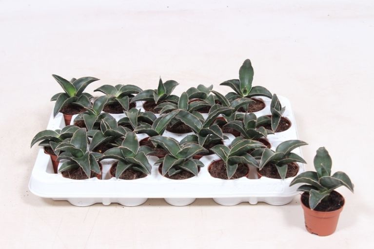 Sansevieria Robusta