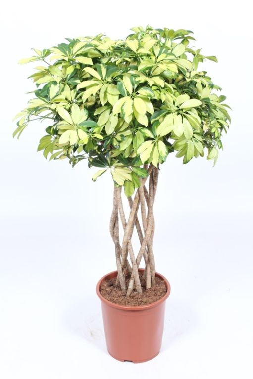 Schefflera Trinette