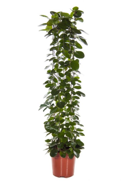 Hoya Krohniana Silver blad