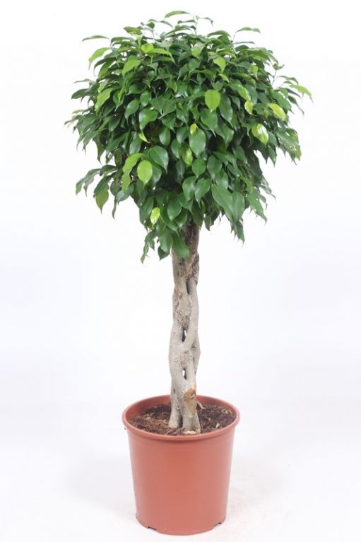 Ficus Columnar