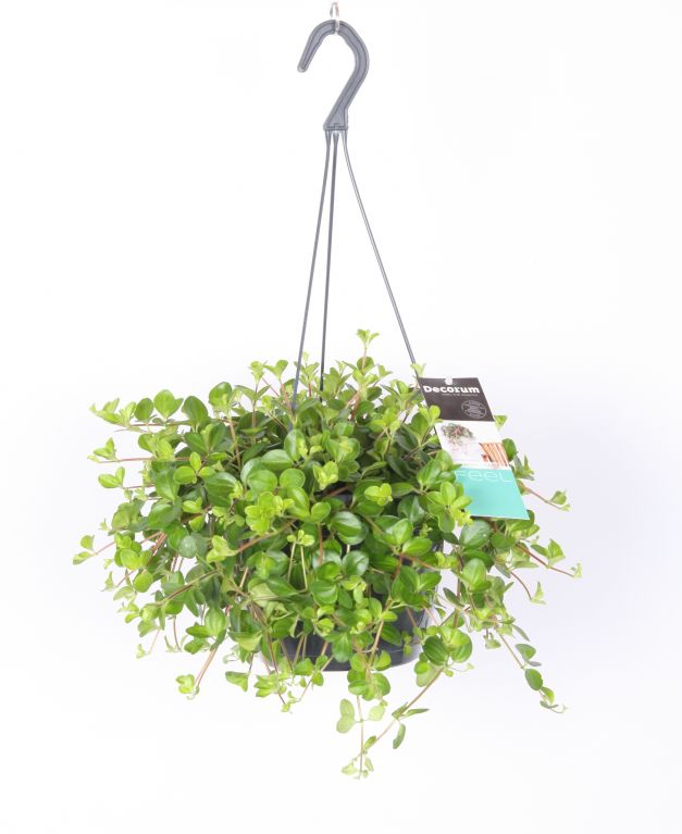 Peperomia