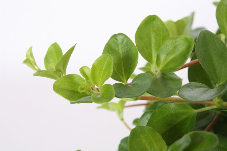 Peperomia