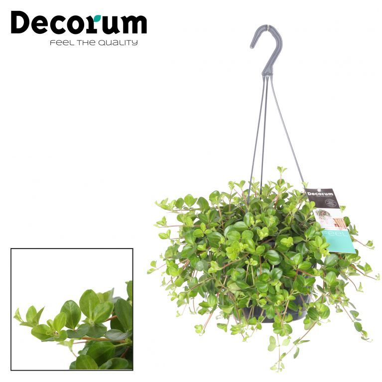 Peperomia