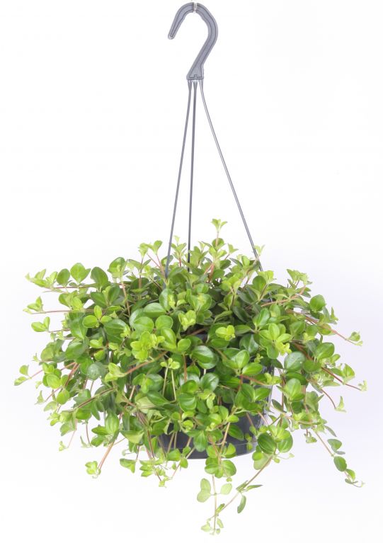 Peperomia