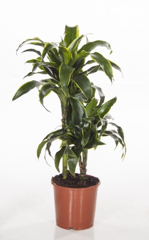 Dracaena Dorado