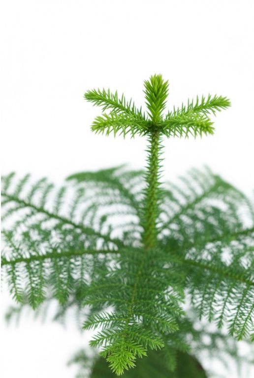 Araucaria Heterophylla