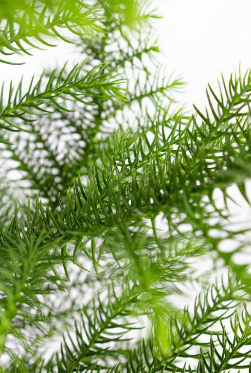 Araucaria Heterophylla