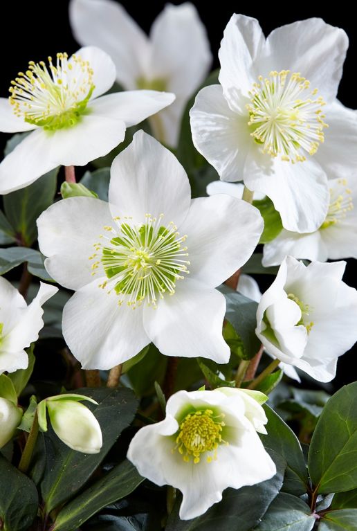 Helleborus - Kerstroos - P12