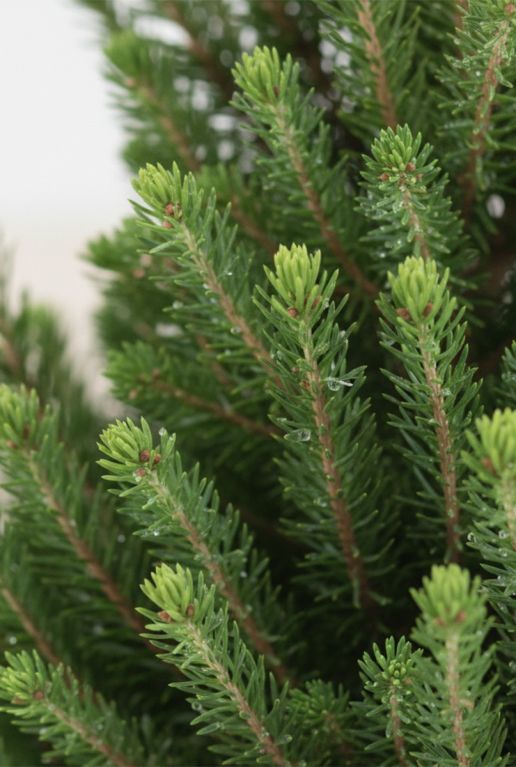 Picea Glauca December