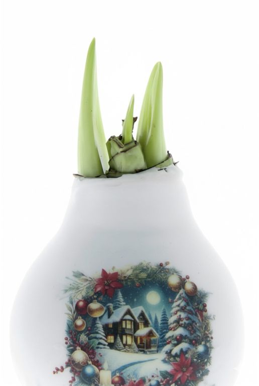 Amaryllis Wax Maison