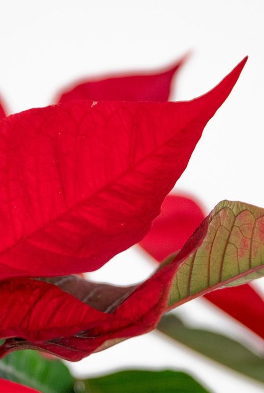 Poinsettia - Kerstster plant - P10.5