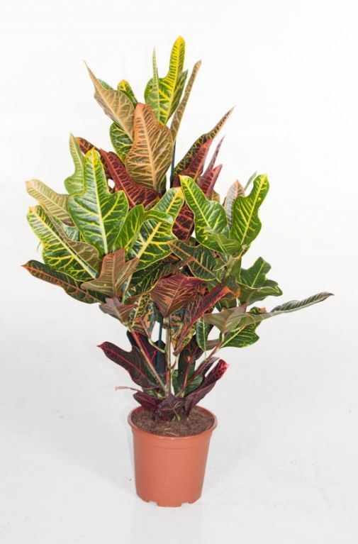 Croton variegatum Excellent