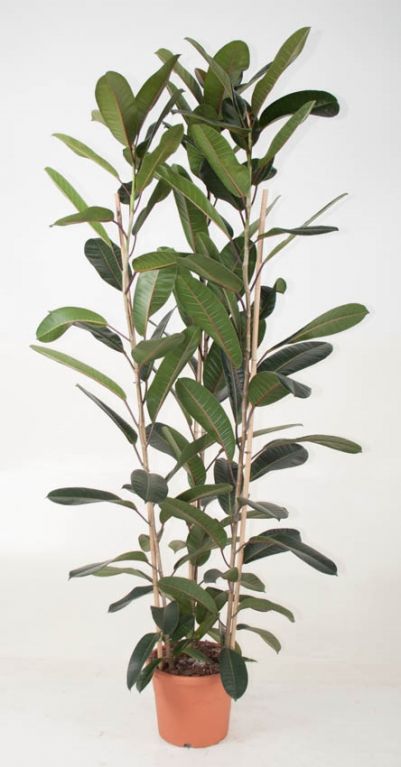 Ficus Tresor