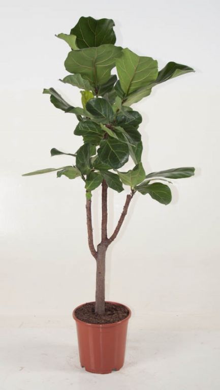 Ficus lyrata