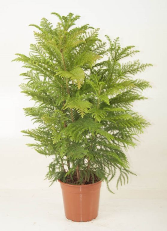 heterophylla