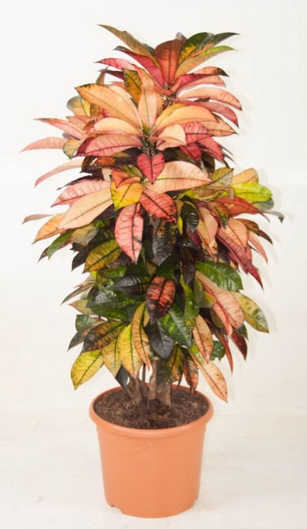 variegatum Mrs.Iceton