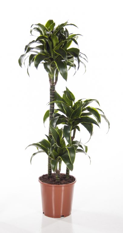 Dracaena Dorado