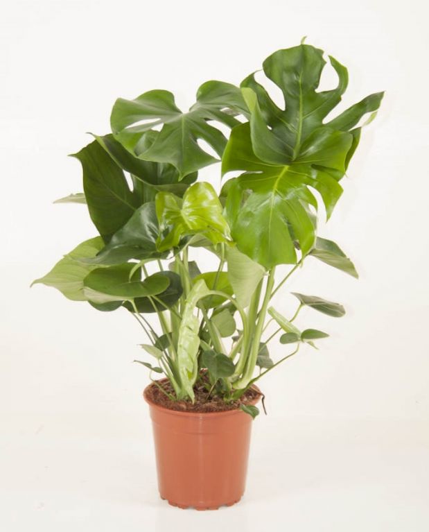 Monstera deliciosa