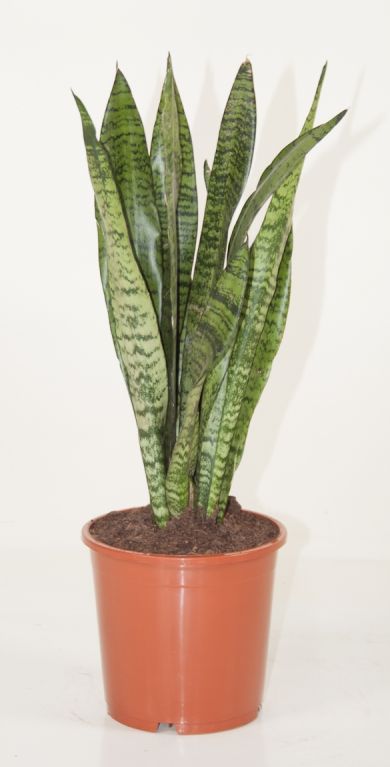 zeylanica