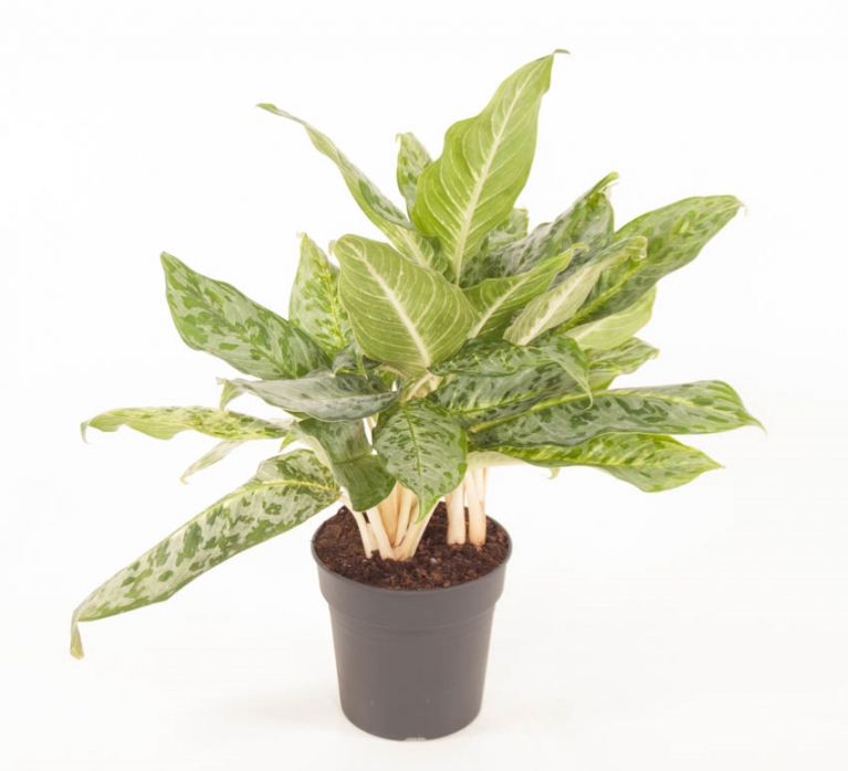Aglaonema Pea Cock