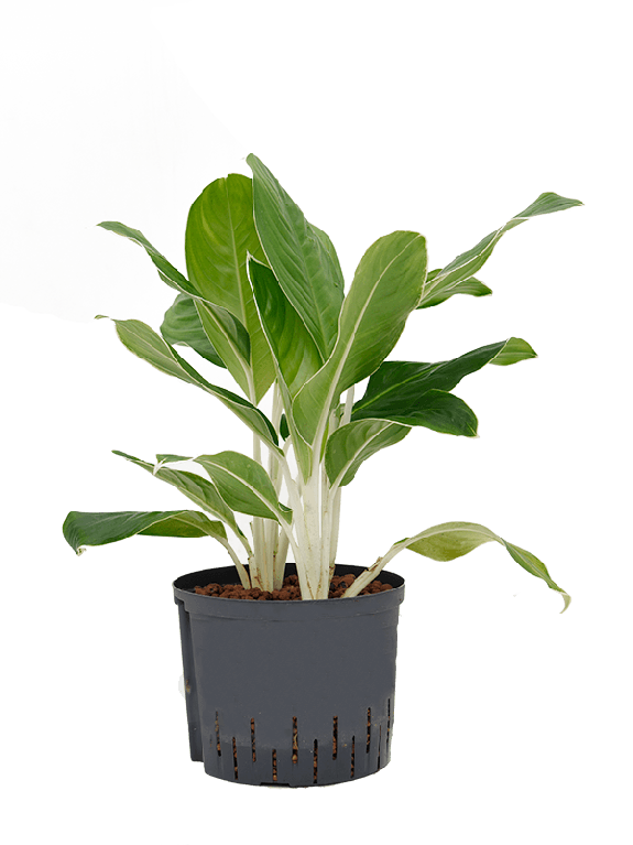 Marcgravia Sintenisii