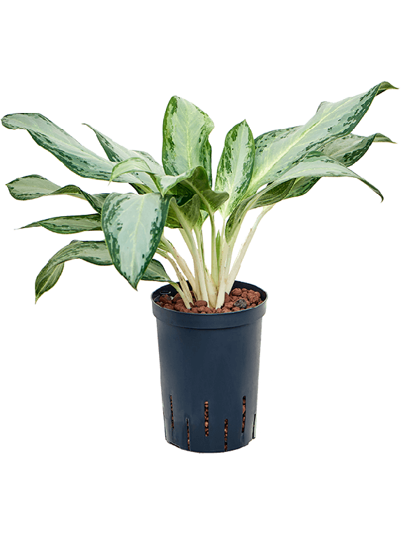 Scindapsus Treubii Dark plant