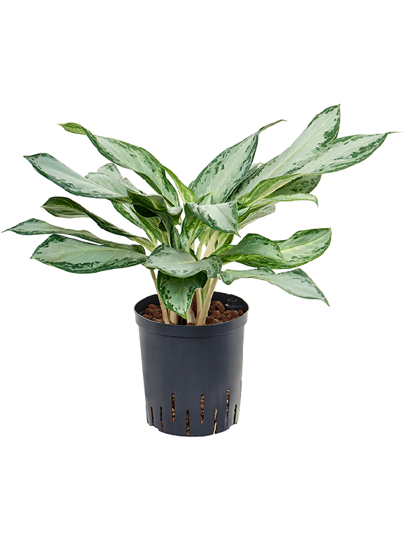 Epipremnum Pinnatum Global Green