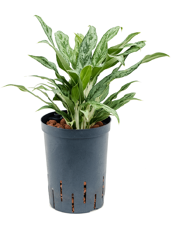 Syngonium Red Spot blad