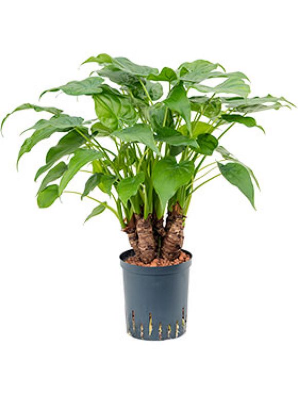 Epipremnum Pinnatum Global Green