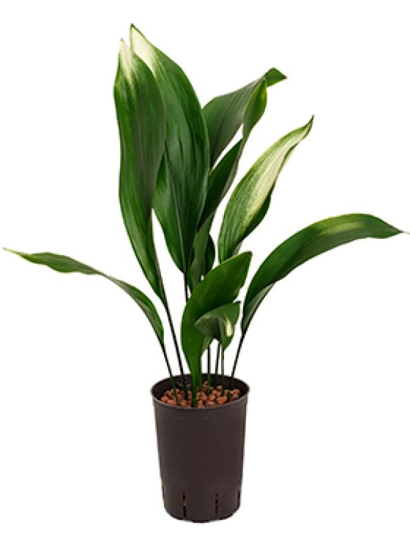 Epipremnum Pinnatum Global Green blad