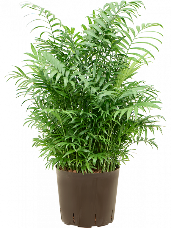 Monstera Siltepecana