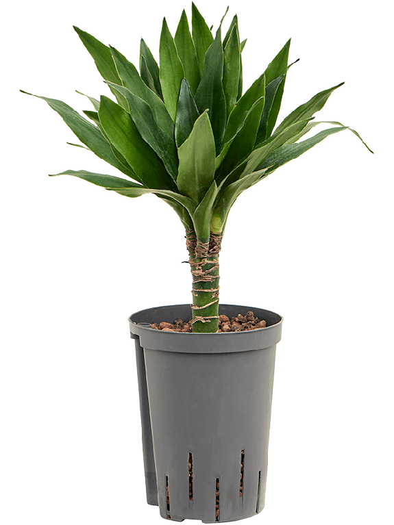 Epipremnum Pinnatum Global Green blad