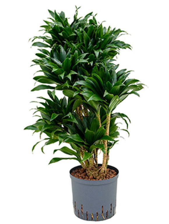 Dracaena compacta