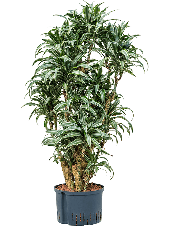 Scindapsus Treubii Dark
