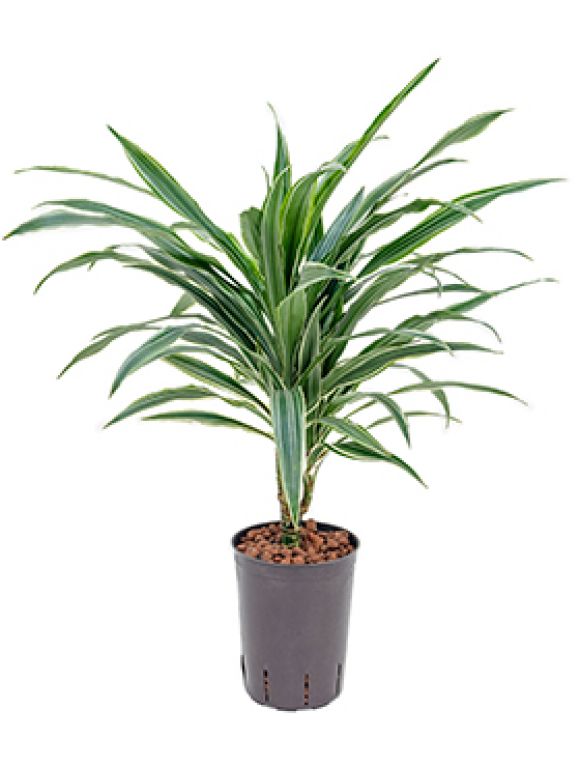 Dracaena deremensis
