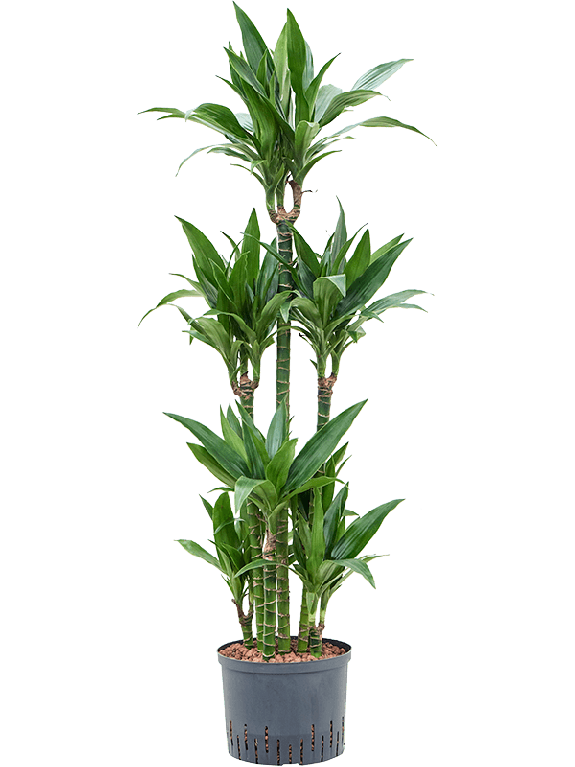 Epipremnum Pinnatum Global Green